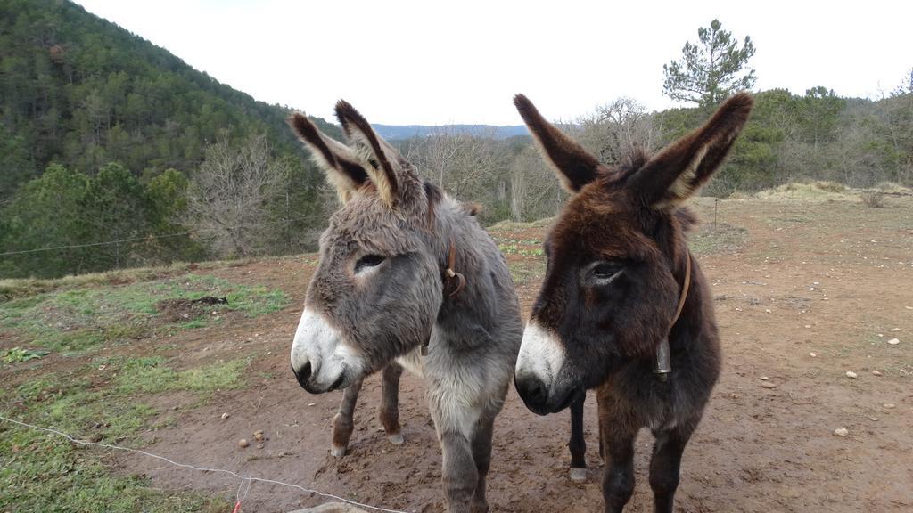 Masia Ca L'Anima Hotel La Baronia de Rialb ห้อง รูปภาพ