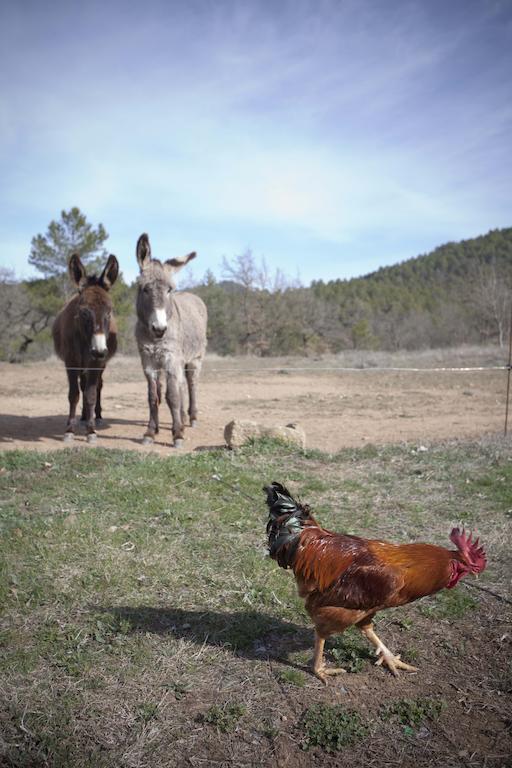 Masia Ca L'Anima Hotel La Baronia de Rialb ห้อง รูปภาพ