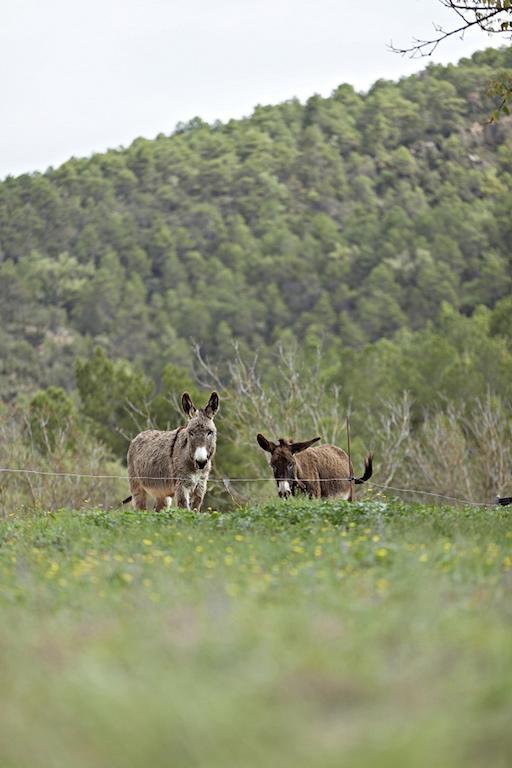 Masia Ca L'Anima Hotel La Baronia de Rialb ห้อง รูปภาพ